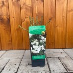 Ruža popínavá (Rosa rampicante) ´CLIMBING WHITE´ - výška 10-20 cm, P11